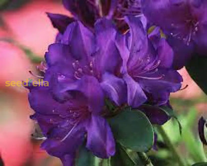 Purple Rhododendron Seeds For Planting  Beautiful Perennial Blooms Flower