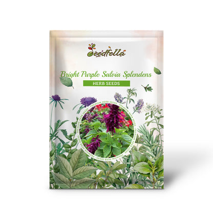 Bright Purple Salvia Splendens (Scarlet Sage) Flower Seeds
