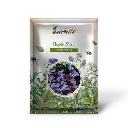 Purple Shiso (Perilla frutescens) Ornamental Herb Seeds – Green & Purple Leaves