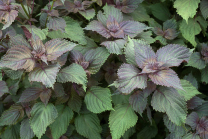 Purple Shiso (Perilla frutescens) Ornamental Herb Seeds – Green & Purple Leaves