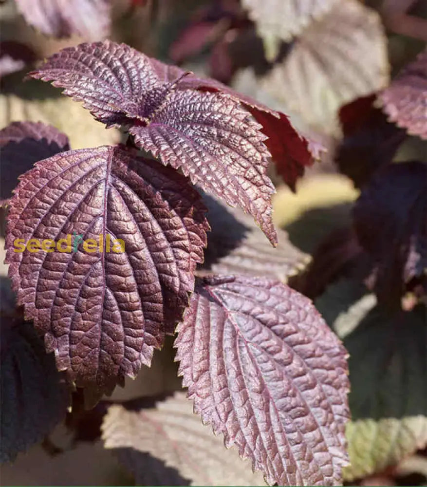 Purple Leaf Perilla Seeds for Easy Planting