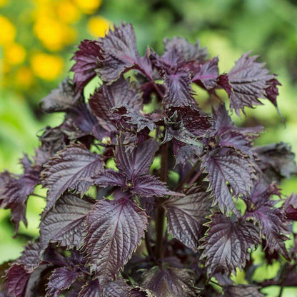 Purple Shiso (Perilla frutescens) Ornamental Herb Seeds – Green & Purple Leaves