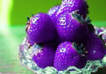 Purple Strawberry Seeds For Planting heirloom non-gmo organic garden seeds