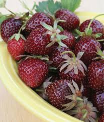 Purple Strawberry Seeds for Planting