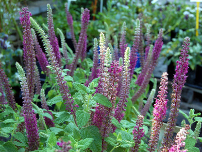 Purple Tails Wood Sage (Teucrium hyrcanicum) Caucasian Germander Herb Reddish Purple Flower Seeds