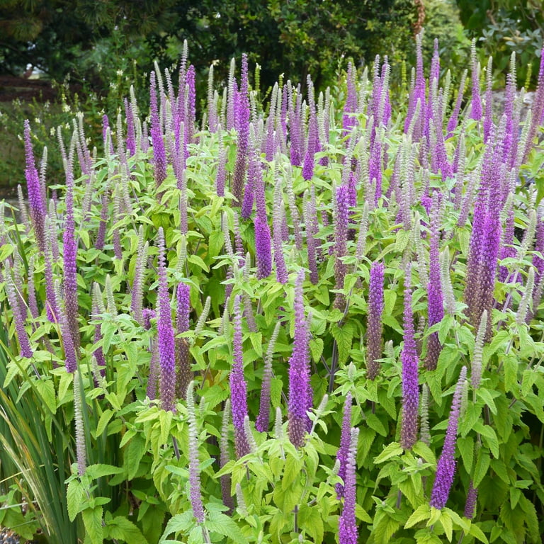 Purple Tails Wood Sage (Teucrium hyrcanicum) Caucasian Germander Herb Reddish Purple Flower Seeds