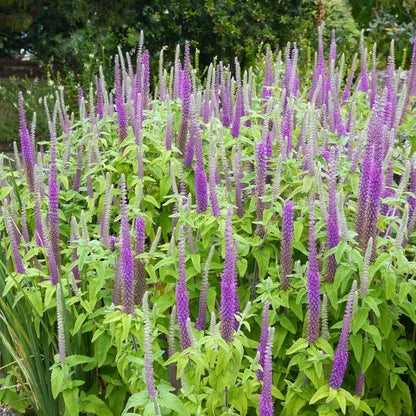 Purple Tails Wood Sage (Teucrium hyrcanicum) Caucasian Germander Herb Reddish Purple Flower Seeds
