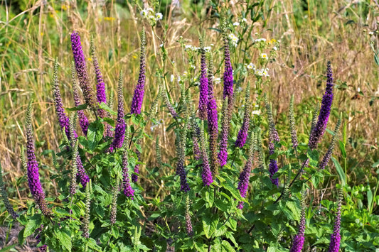 Purple Tails Wood Sage Teucrium Hyrcanicum Caucasian Germander Herb Reddish Purple Flower Seeds heirloom non-gmo organic garden seeds