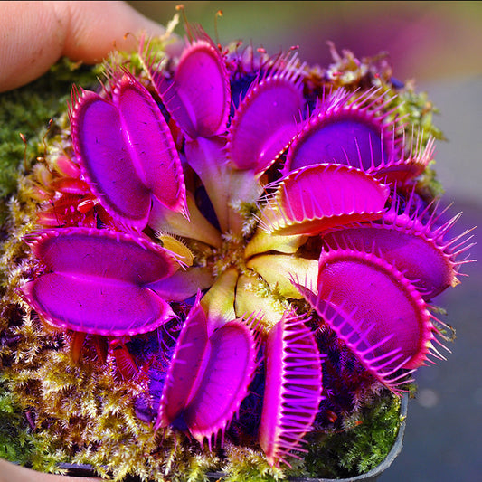 Purple Venus Flytrap – Rare Carnivorous Plant | Live Potted Dionaea Muscipula With Deep Purple Traps heirloom non-gmo organic garden seeds