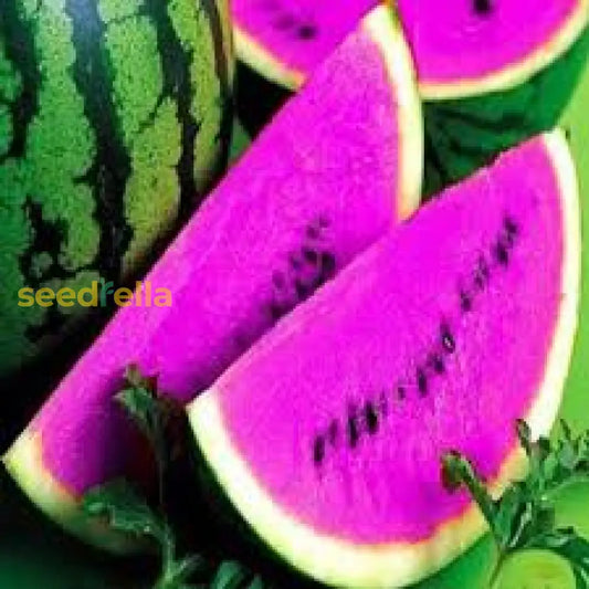 Purple Watermelon Seeds For Planting Grow Delicious Fruit heirloom non-gmo organic garden seeds