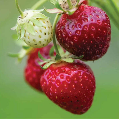 Purple Wonder Strawberry Fruit Seeds
