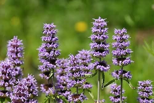 Purple Wood Mint Blephilia Ciliata Downy Pagoda Horsemint Herb Flower Seeds heirloom non-gmo organic garden seeds