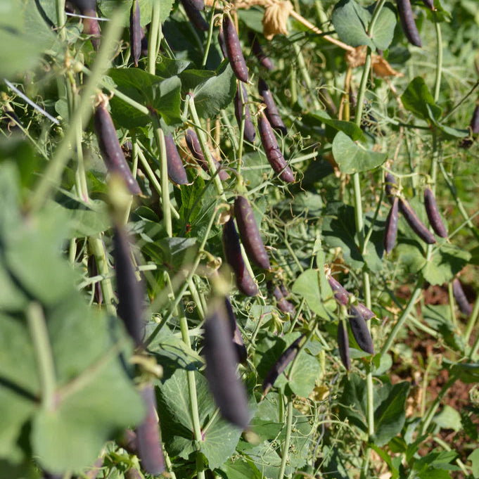 Sugar Magnolia Snap Pea Vegetable Seeds