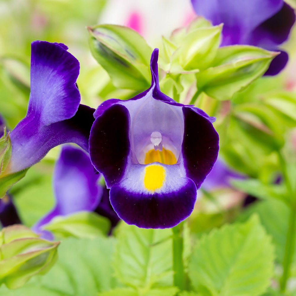Torenia Flower seeds for Planting Colorful Display Heirloom & GMO Free Seeds for Home Garden 
 
 Sale for planting in home garden