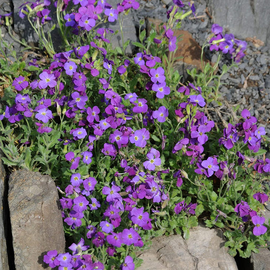 Rock Cress  Flower Seeds