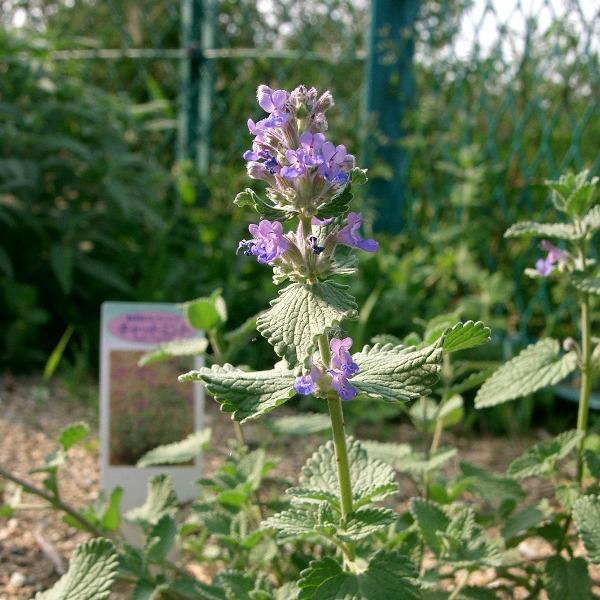Catmint ‘Blue Wonder’ Herb Seeds