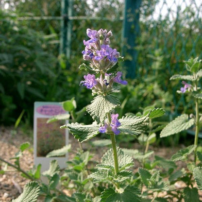 Catmint ‘Blue Wonder’ Herb Seeds