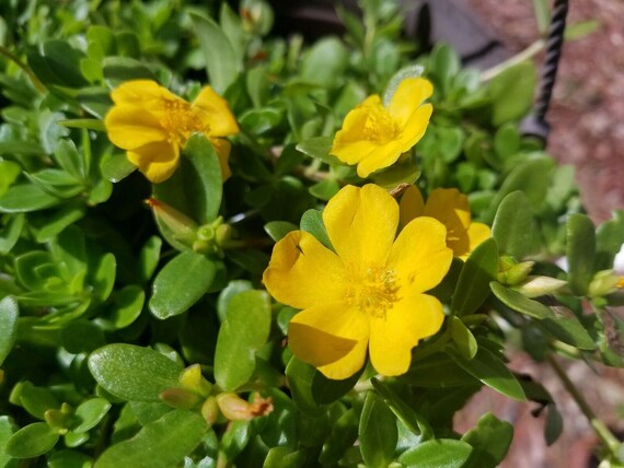 Organic Golden Purslane (Portulaca sativa) Vegetable Herb Yellow Flower Seeds