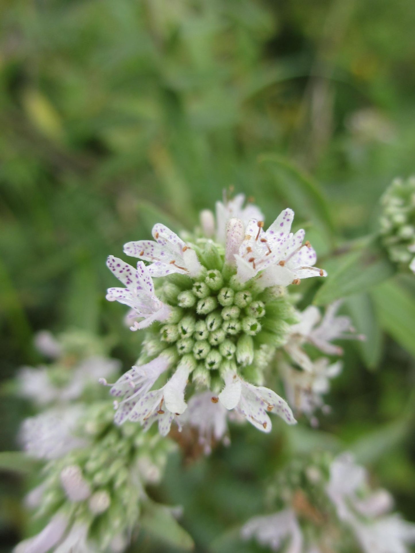 Mountain Mint Seeds (Pycnanthemum)