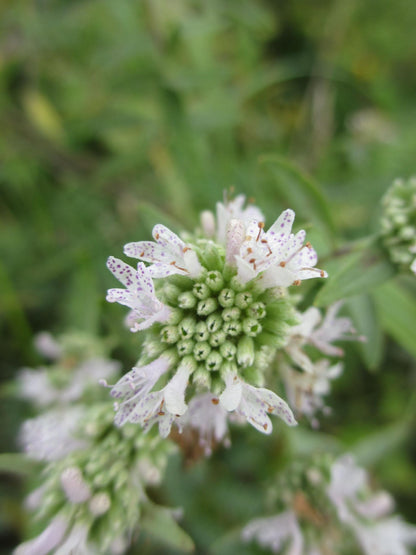 Mountain Mint Seeds (Pycnanthemum)