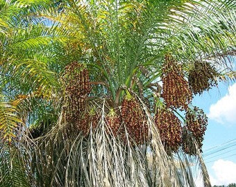 Pygmy Date Palm (Phoenix Roebelenii) Dwarf Miniature Ornamental Fruit Tree Houseplant Seeds