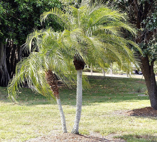 Pygmy Date Palm Phoenix Roebelenii Dwarf Miniature Ornamental Fruit Tree Houseplant Seeds heirloom non-gmo organic garden seeds