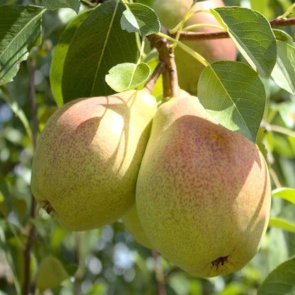 Bartlett Pear Tree Seeds for Planting Pyrus Communis orchard edible landscape