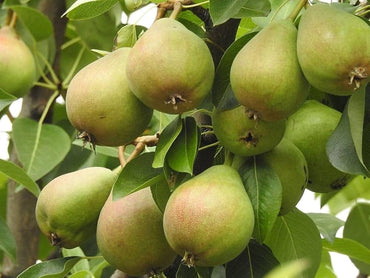 Sand Pear Pyrus pyrifolia Seeds for Planting in Home Orchard and Farm Garden