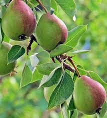 Bartlett Pear Tree Seeds - Pyrus communis