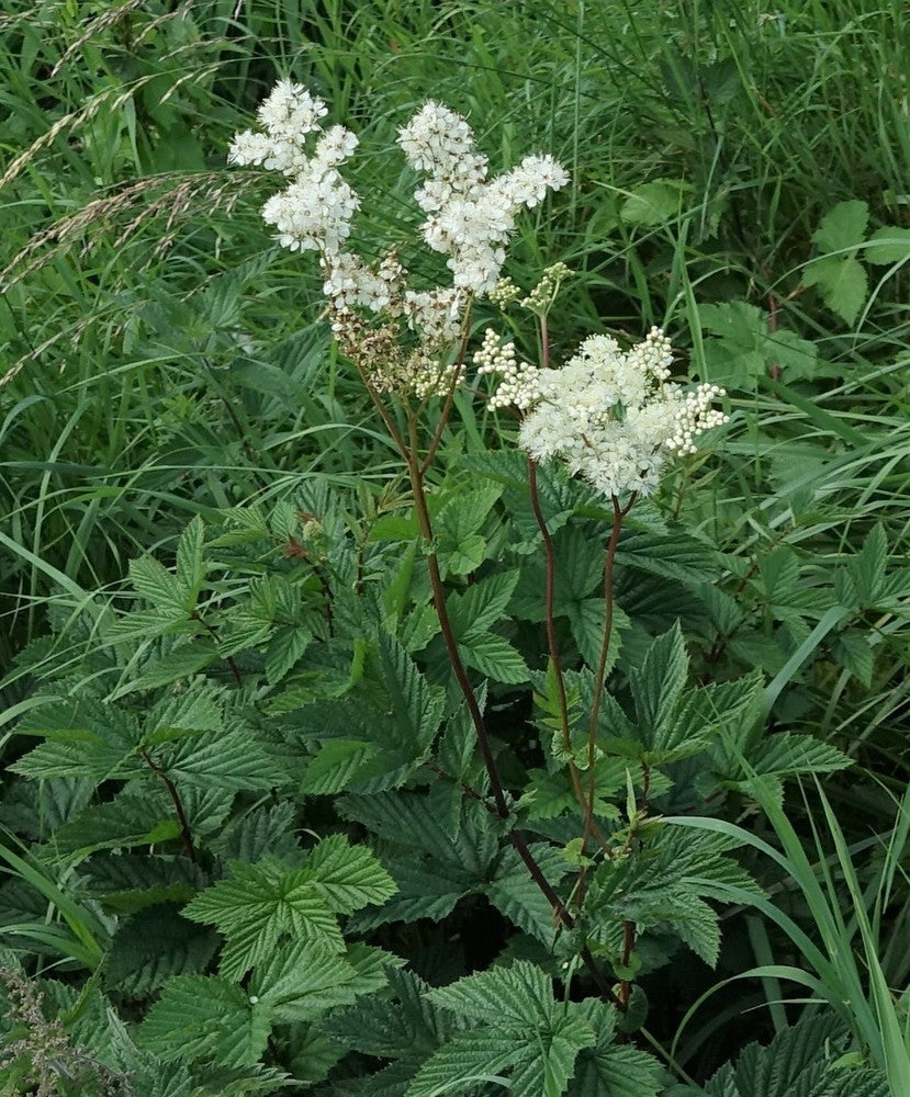 Queen of the Meadow (Filipendula ulmaria) Meadowsweet Native Prairie Fragrant White Flower Seeds