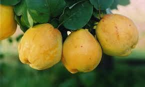 Yellow Cydonia Pome Fruit Seeds Planting Exotic