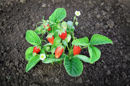 Rügen Strawberry Everbearing Alpine Fragaria Vesca Red Berry Fruit, White Flower Seeds heirloom non-gmo organic garden seeds