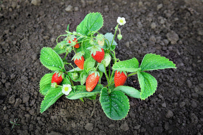 Rügen Strawberry Everbearing Alpine Fragaria Vesca Red Berry Fruit, White Flower Seeds heirloom non-gmo organic garden seeds