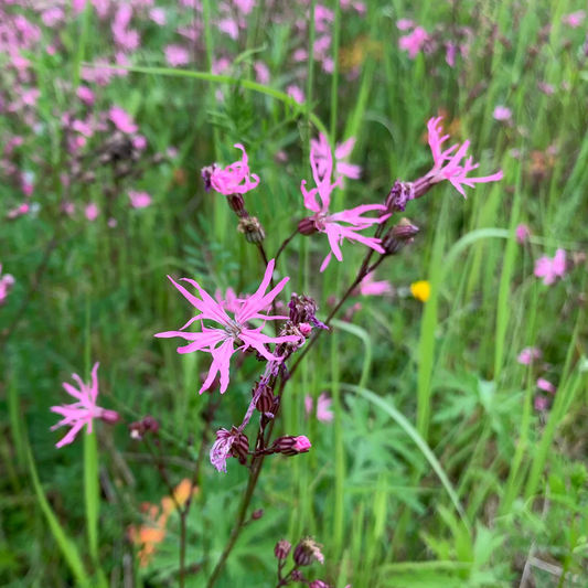 Ragged Robin Flower Seeds