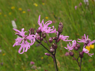 Ragged Robin Flower Seeds