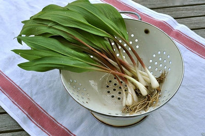 Ramp / Wild Leek (Allium tricoccum) Vegetable Herb Shade Flower Seeds