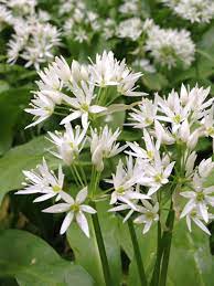 Ramsons / Wild Bear Garlic (Allium Ursinum) Seeds – Edible Herb with White Flowers