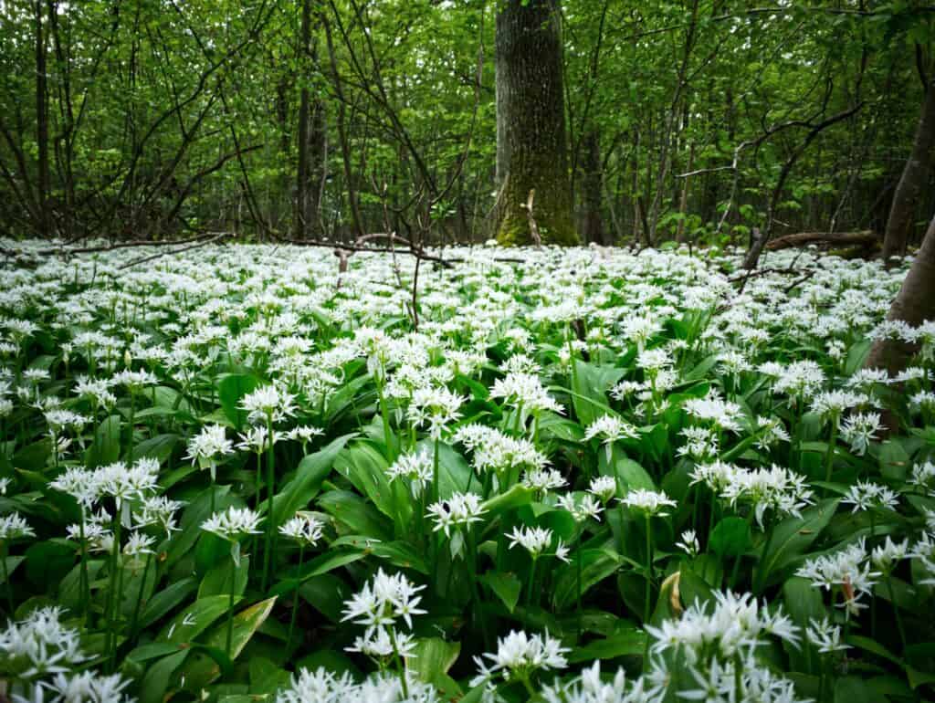 Ramsons / Wild Bear Garlic (Allium Ursinum) Seeds – Edible Herb with White Flowers
