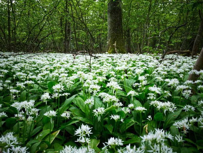 Ramsons / Wild Bear Garlic (Allium Ursinum) Seeds – Edible Herb with White Flowers