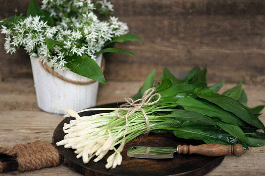 Ramsons Wild Bear Garlic Allium Ursinum Seeds – Edible Herb With White Flowers heirloom non-gmo organic garden seeds