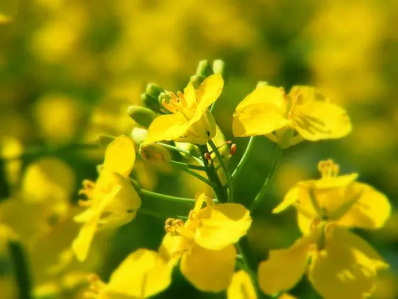 エセックス 菜種 - 高級 野菜 植え付け用セット