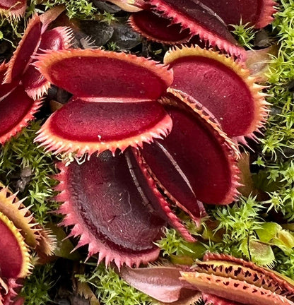 赤いハエトリグサ – 珍しい食虫植物｜鮮やかな紅色の罠を持つ生きたモウセンゴケ