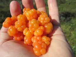 Rare Cloudberry Seeds For Planting heirloom non-gmo organic garden seeds