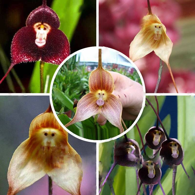 Monkey Orchids Flower seeds for Planting Pollinator Friendly Heirloom & GMO Free Seeds for Home Garden 
 
 Sale for planting in home garden