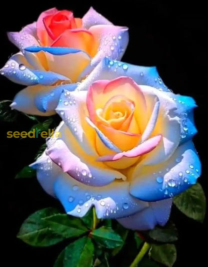 rare rainbow rose seeds Buy Rare Rose Flower Seeds for Planting