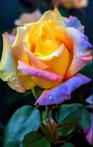 rare rose seeds Buy Rare Rose Flower Seeds for Planting