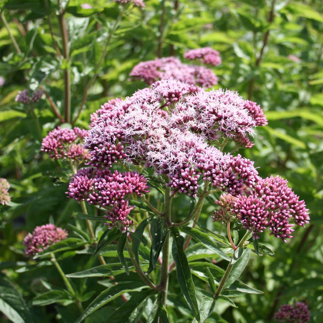Hemp Agrimony (Eupatorium cannabinum) Raspberries & Cream Flower Seeds