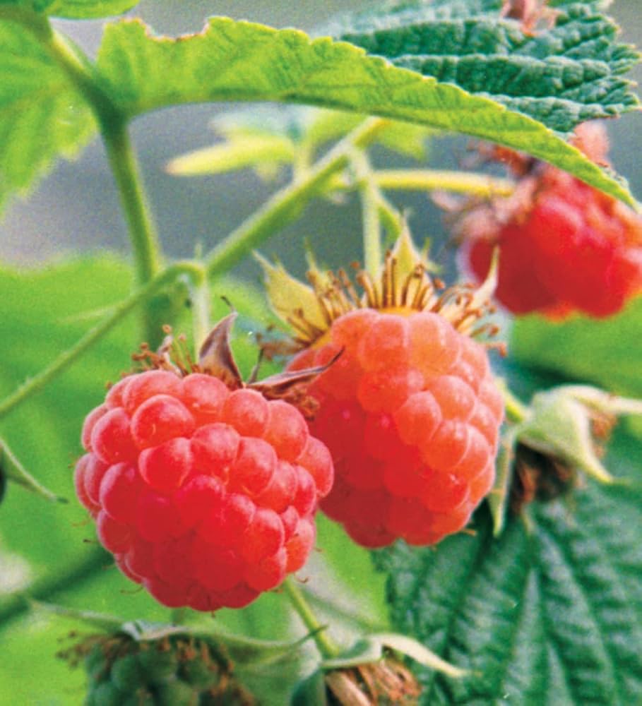 Red Raspberry (Rubus idaeus) Fruit Bush Vine Seeds