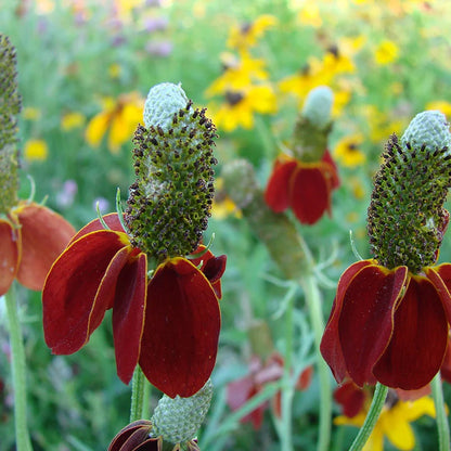 Dark Red Cone flower Seeds