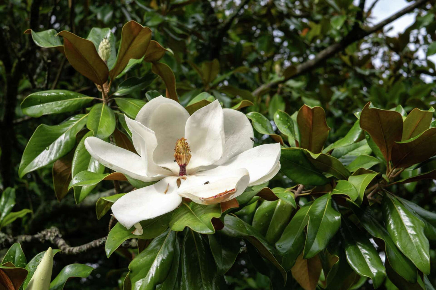 Magnolia Flower Seeds